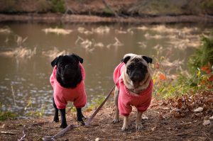 Photo of two pugs in sweaters by a river