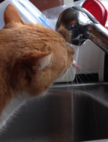 snag drinking from the faucet